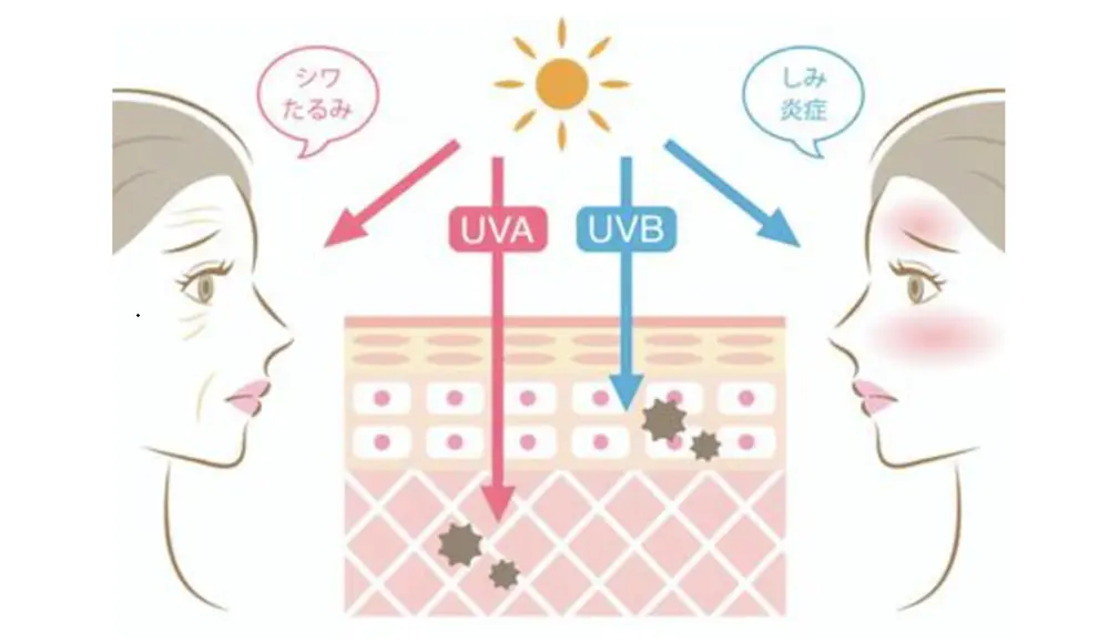 紫外線が与える皮膚への影響